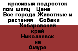 красивый подросток пом шпиц › Цена ­ 30 000 - Все города Животные и растения » Собаки   . Хабаровский край,Николаевск-на-Амуре г.